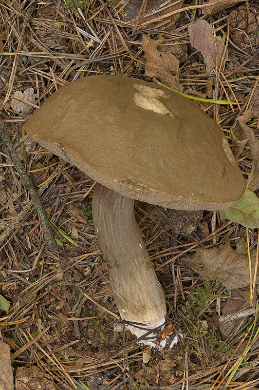 Porphyrellus porphyrosporus